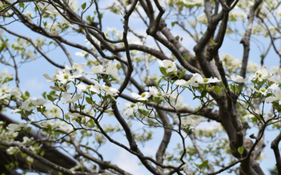 Surviving Spring Allergies in Northwest Arkansas: Your Complete Guide