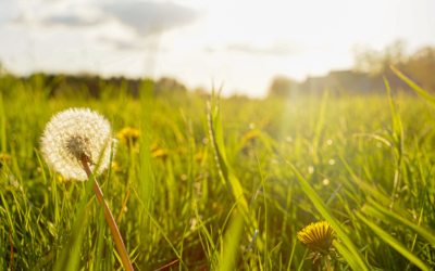 Surviving Spring Allergies in Gainsville, Texas: Your Complete Guide